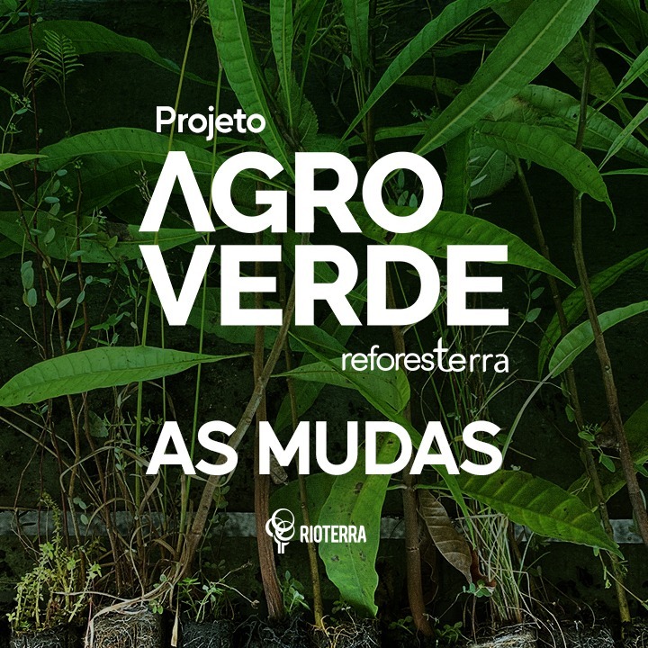 Projeto AGRO VERDE – As mudas