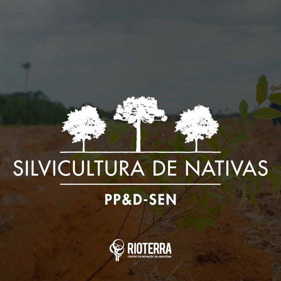 Projeto de Silvicultura de Espécies Nativas Impulsiona Conservação e Economia Florestal no Brasil