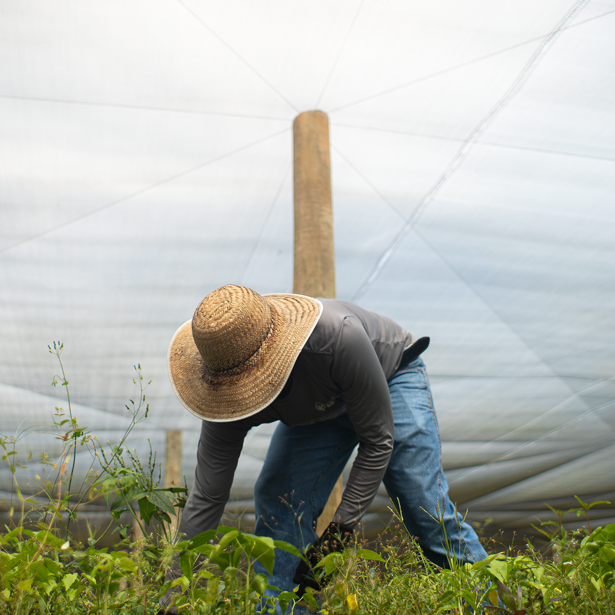 Transformando pelo ensino: curso de viveirista da Rioterra forma agentes da restauração ambiental em Rondônia